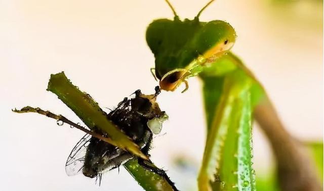 蝉是益虫还是害虫，蝉为什么只能活七天（这些虫子都是好的）