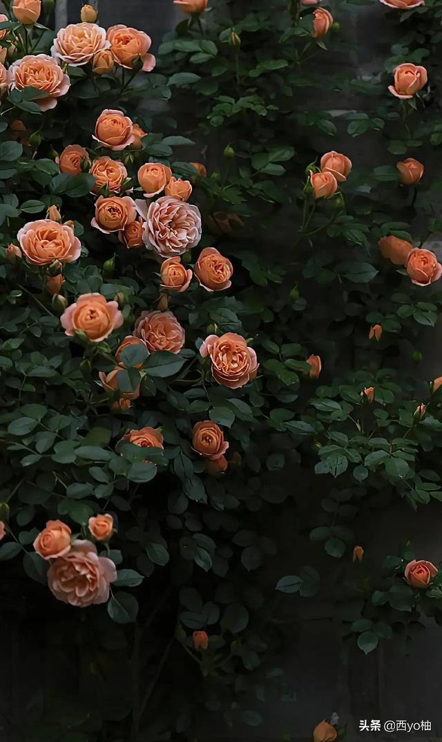 黑色蔷薇花的花语，黑蔷薇的花语和象征（今日分享——蔷薇）