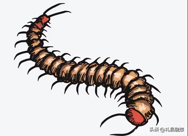 蜈蚣和蛇的毒哪个厉害，为什么身为五毒之一的蜈蚣
