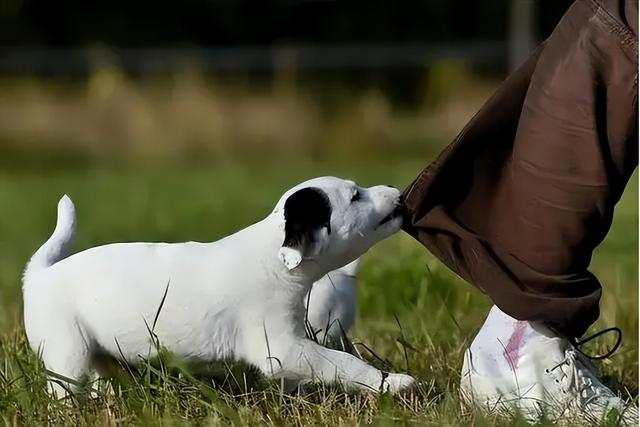 为什么狗狗喜欢舔脚还不让碰脚，狗狗啃你“手跟脚”的原因