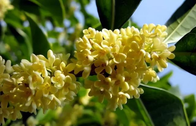 梅花象征什么，梅花象征什么青松象征什么雪花象征什么（中国十大名花排行榜）