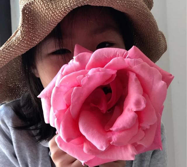 梦露和艾莎月季的区别，月季梦露百科（12种大花月季）