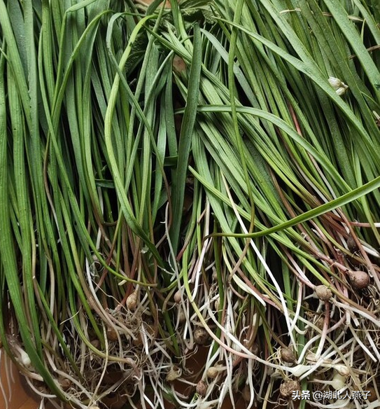 春天能吃的野菜大全，春天都有哪些野菜可以吃（送你63种野菜大图鉴）