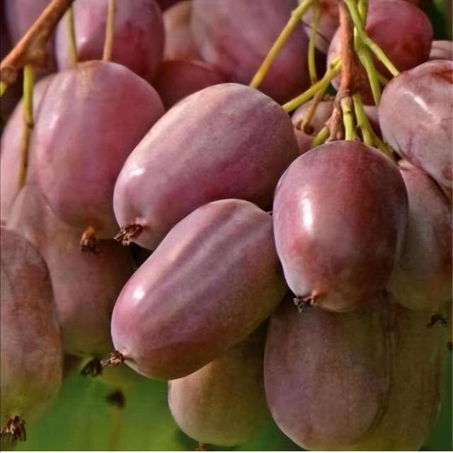 在家种猕猴桃小妙招，在家怎么种猕猴桃（院里种点软枣猕猴桃果树）