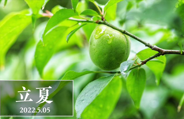 寒菜是什么呢，寒菜是什么属性的菜（“三鲜”指的是啥）