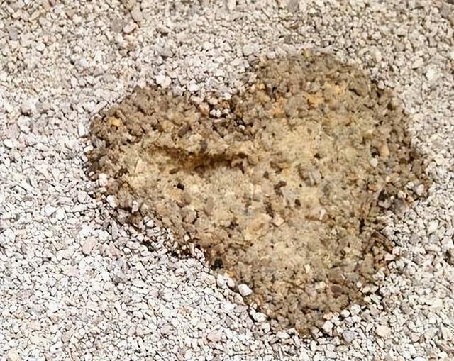 猫做绝育手术需要多少钱，猫咪做绝育手术需要多少钱（你必须知道的猫咪绝育那些事）