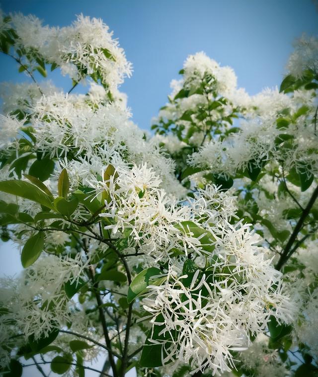 流苏是什么意思，什么的流苏（香飘十里村：千年流苏花开）