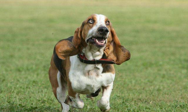 养大狗的女生不能要，为什么女人不能养狗尤其是大狗（为何不建议养“大狗”）