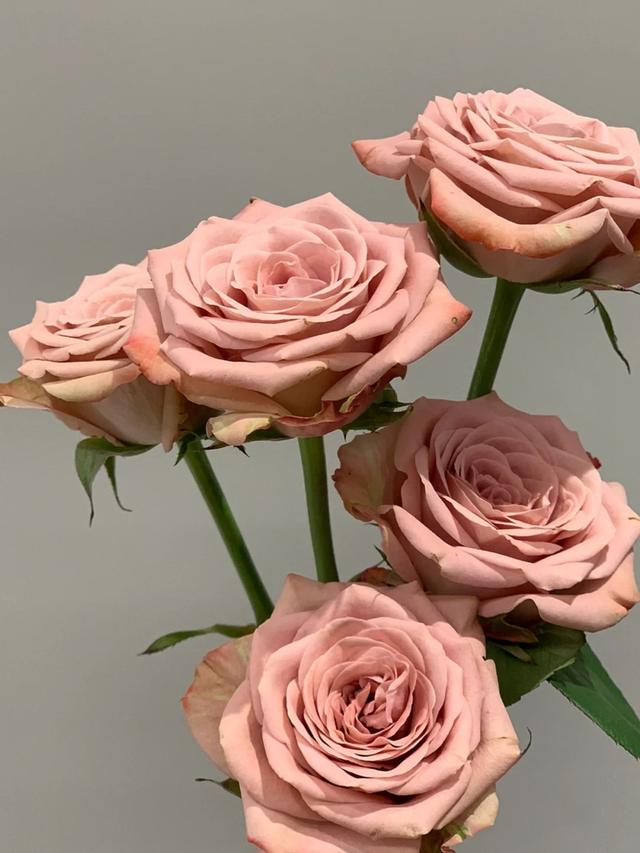 卡布奇诺玫瑰花语,卡布奇诺鲜花的寓意(一款温暖又浪漫的玫瑰)