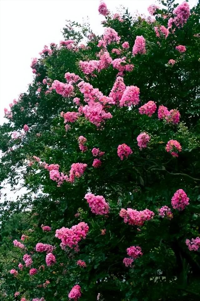 庭院喜阳植物，不同光照民宿花园或农场庭院内30种喜阴、喜阳植物