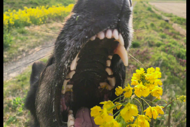 小狗种美丽鲜花，小型犬狗品种大全（当你把美丽的花朵放到狗狗面前）