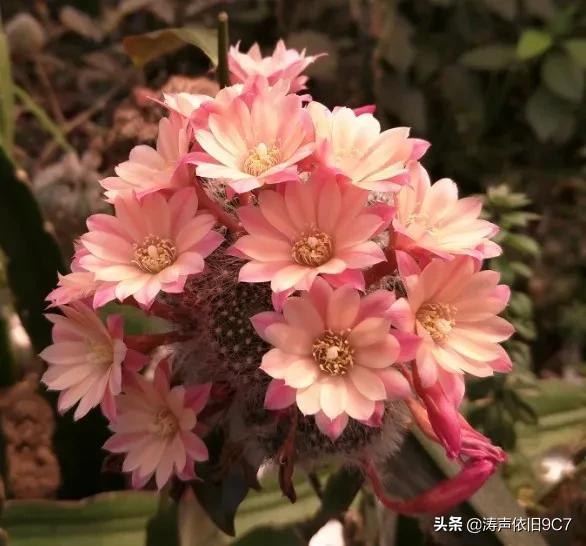 子孙球的风水学应用-子孙球在家居中的作用，子孙球寓意（分享—子孙球开花图片大全）