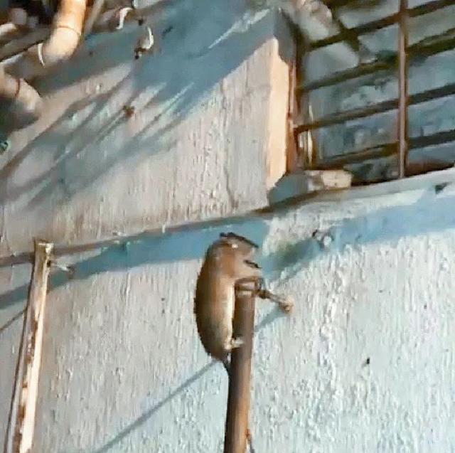 家里有老鼠怎么办能除根 家里老鼠太多怎么消灭，家里有老鼠怎么办能除根（扑灭一只老鼠成本超万元）