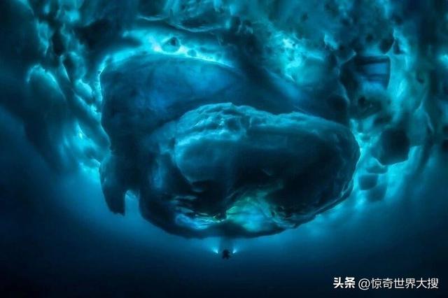 世界上最大的熊，世界上最大的熊是什么熊（25个比你想象中要大的巨物）