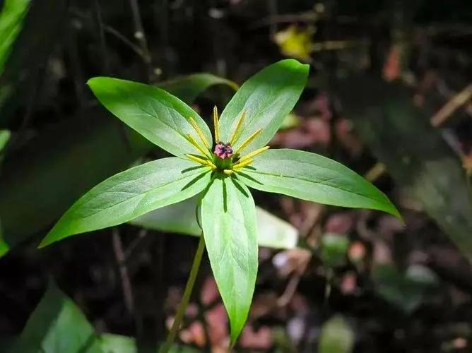 野生七葉一枝花是保護植物嗎(一種名貴藥材,大山深處的珍稀瀕危植物)