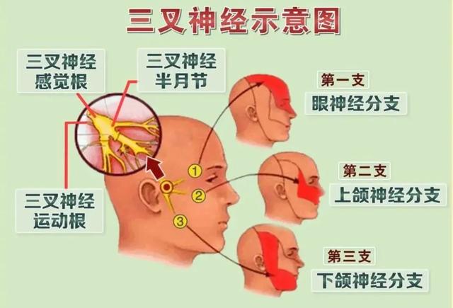 头皮神经分布图图片