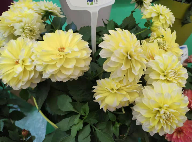 家庭水生花卉的常用种类，盆栽水生花卉有哪些（因为它们都是“水生花”）