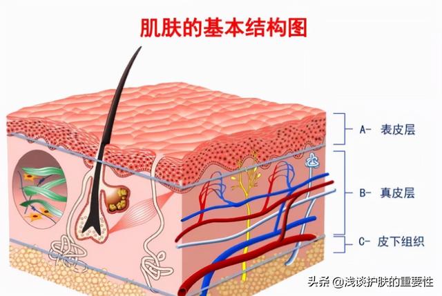 脸上皮肤很粗糙怎么办，脸上皮肤粗糙怎么办（怎么保养才能拥有水嫩肌）