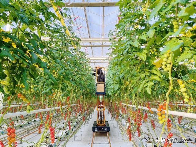 人工智能温室大棚，这个智能温室不一般