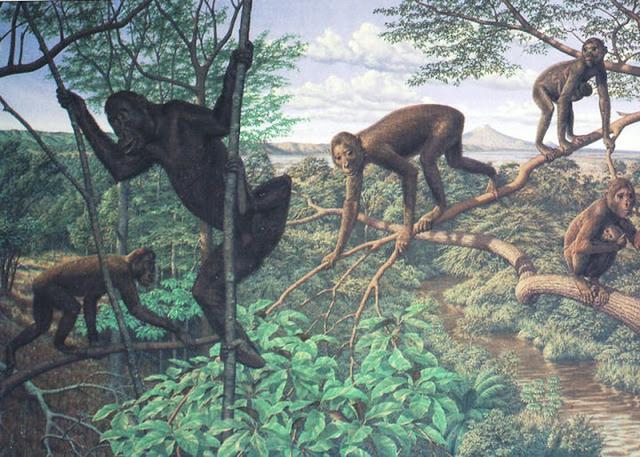 人为什么没有尾巴，为什么人没有尾巴（为什么人类的尾巴和体毛进化掉了）