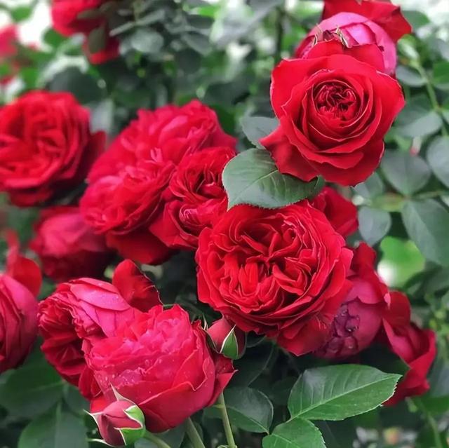 繁花似锦下一句是什么，一路繁花似锦下一句是什么（美醉你的心田）