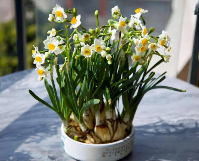 家庭水生花卉的常用种类，盆栽水生花卉有哪些（因为它们都是“水生花”）