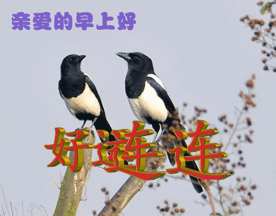 说说动态配图，动态说说图片（2022清晨早安问候动态表情图片）