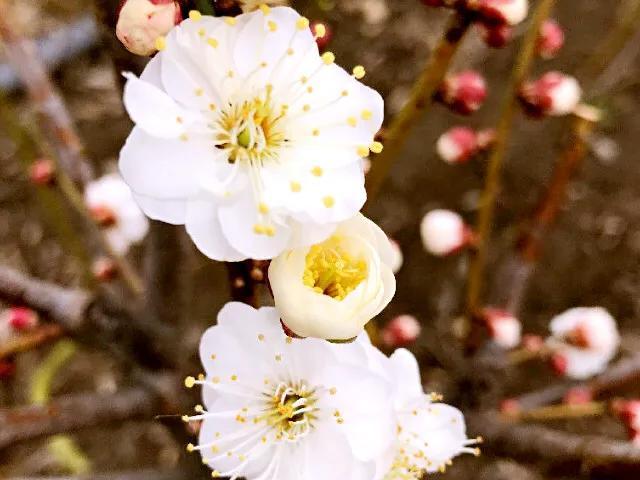 春天的花代表，春天的花代表什么（<一>君子兰、杜鹃、茶花、梅花、长寿花）
