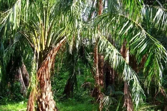 像椰子树的树叫什么，像椰子树的树叫什么室内（一棵却能产数百斤大米）