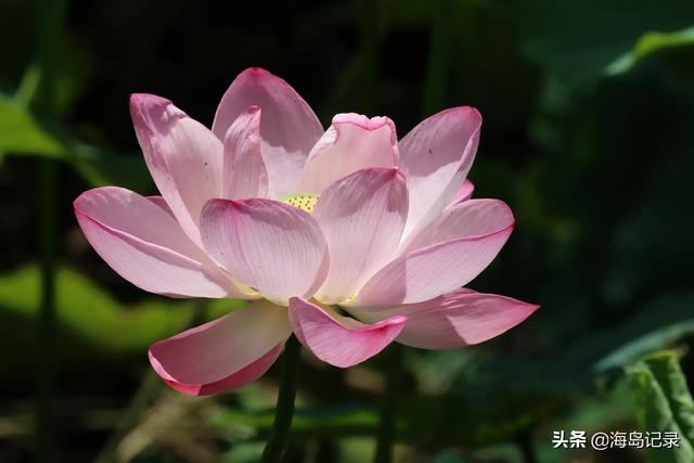 荷花的花语和寓意，荷花的寓意和花语（花语是清白坚贞纯洁）