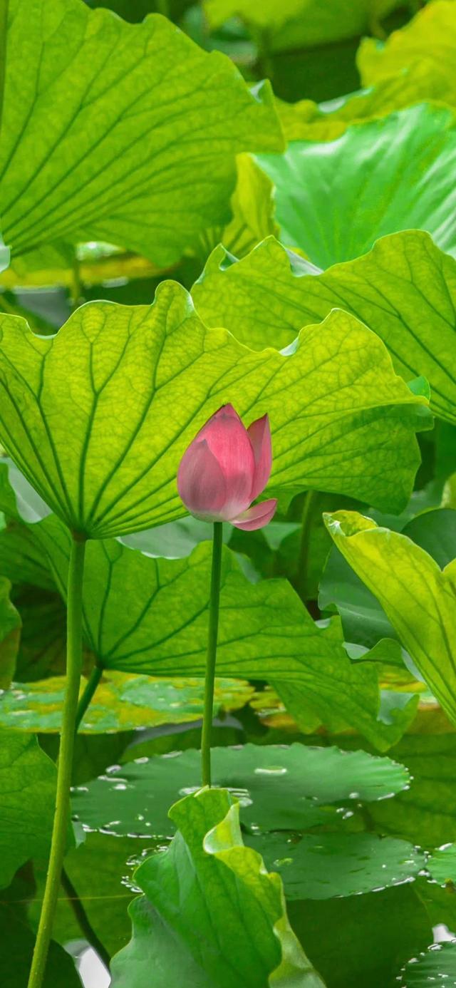 好看干净的背景图   夏天，好看干净的背景图书本天蓝色（夏日凉爽壁纸，更爱浅绿）