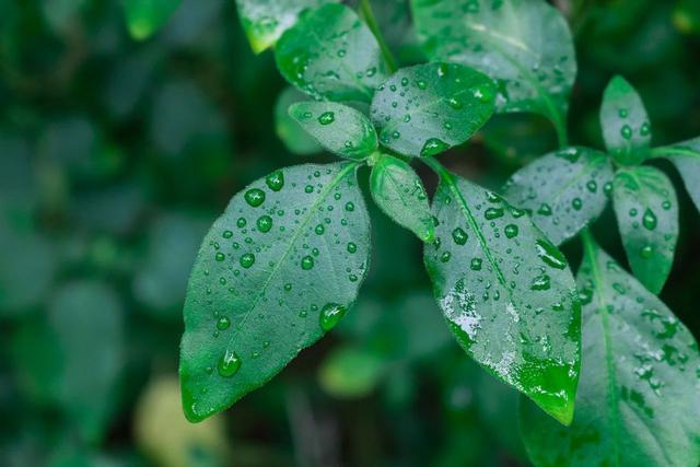 描写春雨的古诗，描写春雨的唯美古诗词（50首春雨诗词）