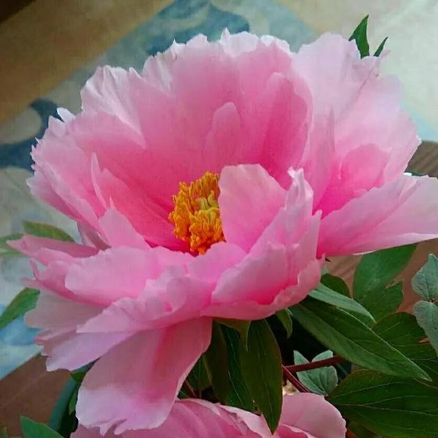 鲜花的花语和花的数目的寓意，鲜花数量的寓意（100种迷人的“数字花”）