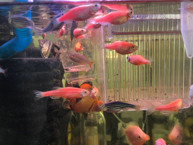 斑马鱼产卵前兆图片，斑马鱼繁殖（斑马鱼繁殖需要准备什么）