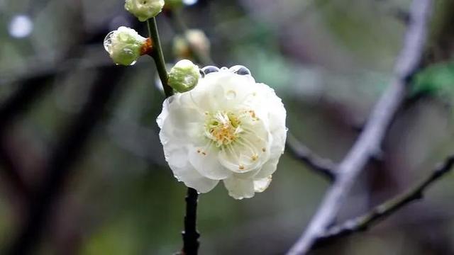 绿萼梅的花语和寓意，绿萼梅的花语和寓意和象征（绿梅～梅花中的佼佼者。因萼绿花白）