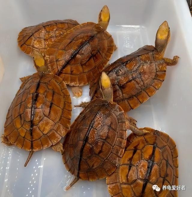 乌龟会认识主人吗，乌龟养久了会认主人吗（不小心被龟友给绕进去了）