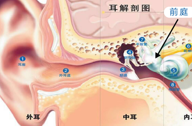 耳朵痒是什么预兆，两只耳朵痒是什么预兆（或是这4种病的“征兆”）