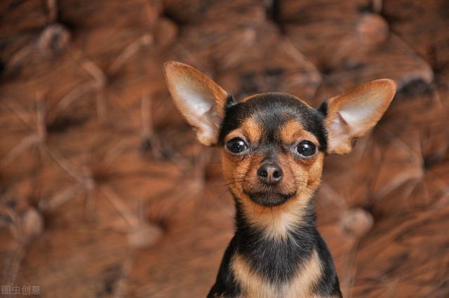 狗狗得严重耳螨怎么治，狗狗耳螨特别严重怎么办