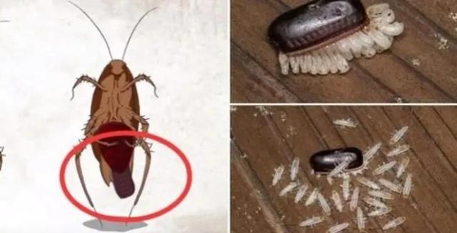 蟑螂为什么不能踩死，蟑螂为什么不能踩（蟑螂到底可不可以踩）