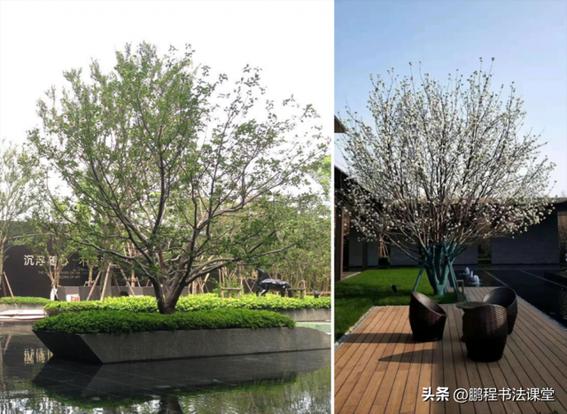梦见植物是什么征兆，干货丨植物寓意篇