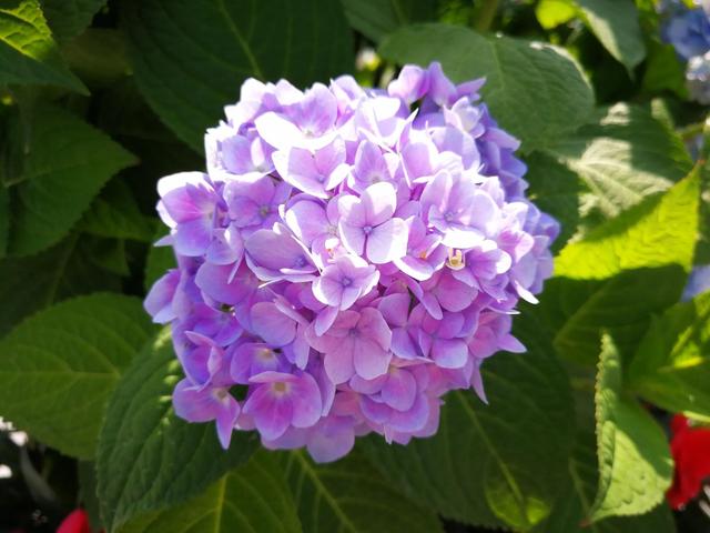 鲜花的花语和花的数目的寓意，鲜花数量的寓意（100种迷人的“数字花”）