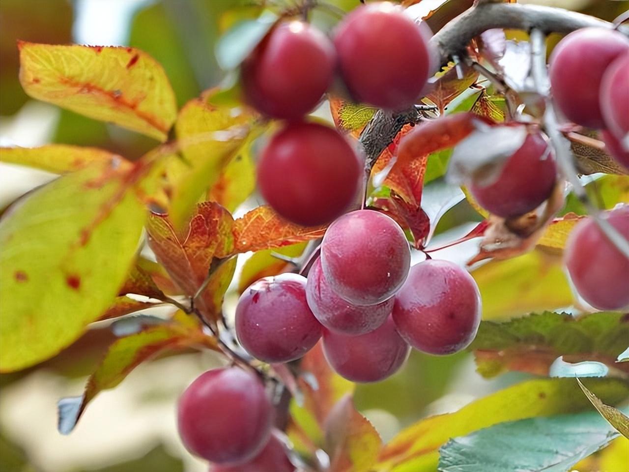 路边常见的"红果子",非常好看 红叶李果实能种植吗(红叶李果实 | 生活