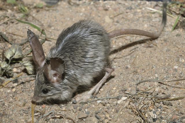 老鼠的尾巴是长还是短,老鼠的尾巴一般有多长(甘肃酒泉发现沙漠米