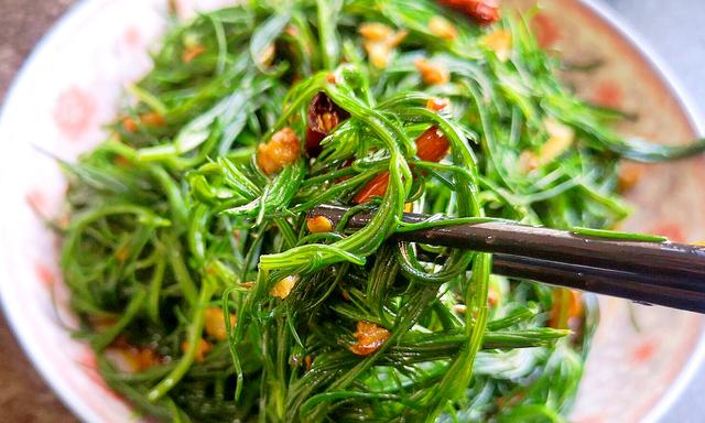 风滚草在中国叫什么菜,风滚草学名叫啥(却因名字被人"嫌弃")