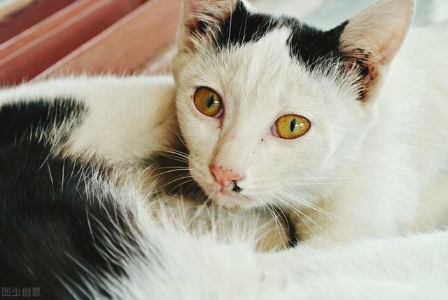 怎么分辨猫的公母，猫怎么分公母（猫咪之间怎样辨别雌雄）