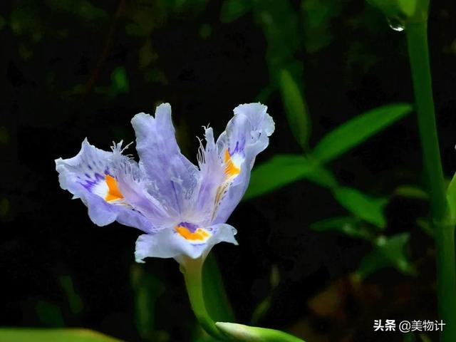 空谷幽兰的意思，空谷幽兰是什么意思（幽兰，清雅）