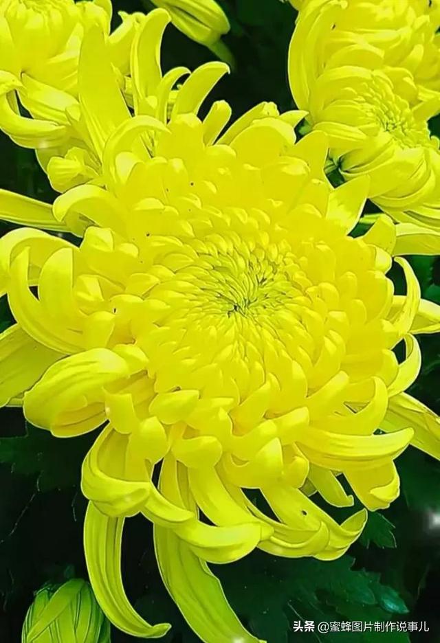 腊梅图片，一花一世界（腊梅图片）