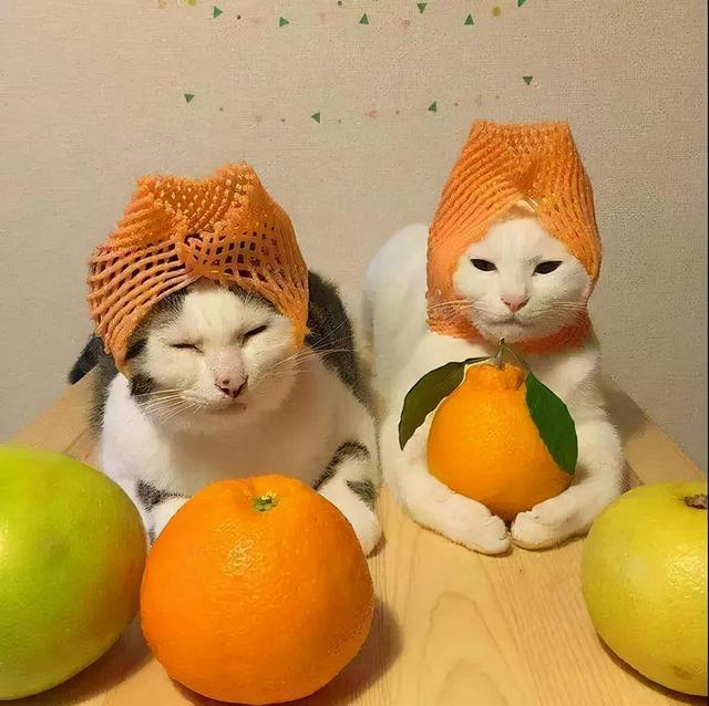 为什么家里忌讳种葡萄，家里可以种葡萄吗（养猫忠告：这些水果）