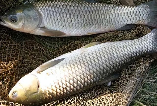 鱼喜欢吃什么食物，钓鱼用什么鱼饵最好（草鱼的冷知识：贵为四大家鱼）