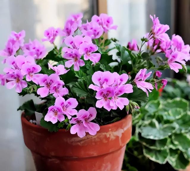 什么花盆栽好养四季开花，7种花很“勤奋”